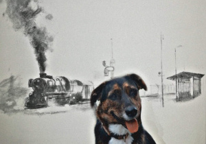 Psia modelka Sośka - pies Tosi