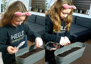 Wiktoria z klasy 2b wysiewa nasiona