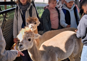 ZOO Borysew – wycieczka klas IVa, IVb, Va i Vb