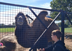ZOO Borysew – wycieczka klas IVa, IVb, Va i Vb