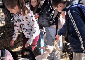 ZOO Borysew – wycieczka klas IVa, IVb, Va i Vb